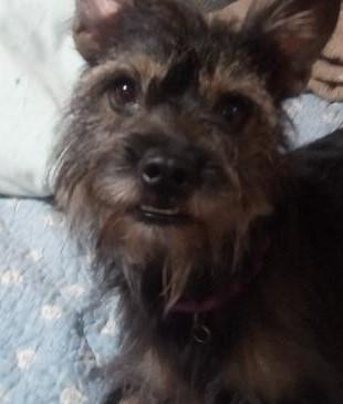 Hayden, Adopted, Adult Male Schnauzer & Cairn Terrier.