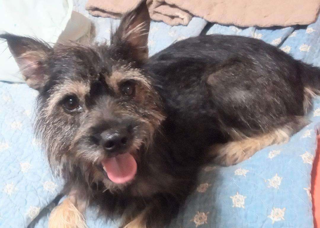 Enlarge Hayden, a Adopted mixed breed in Silsbee, TX image 5/5