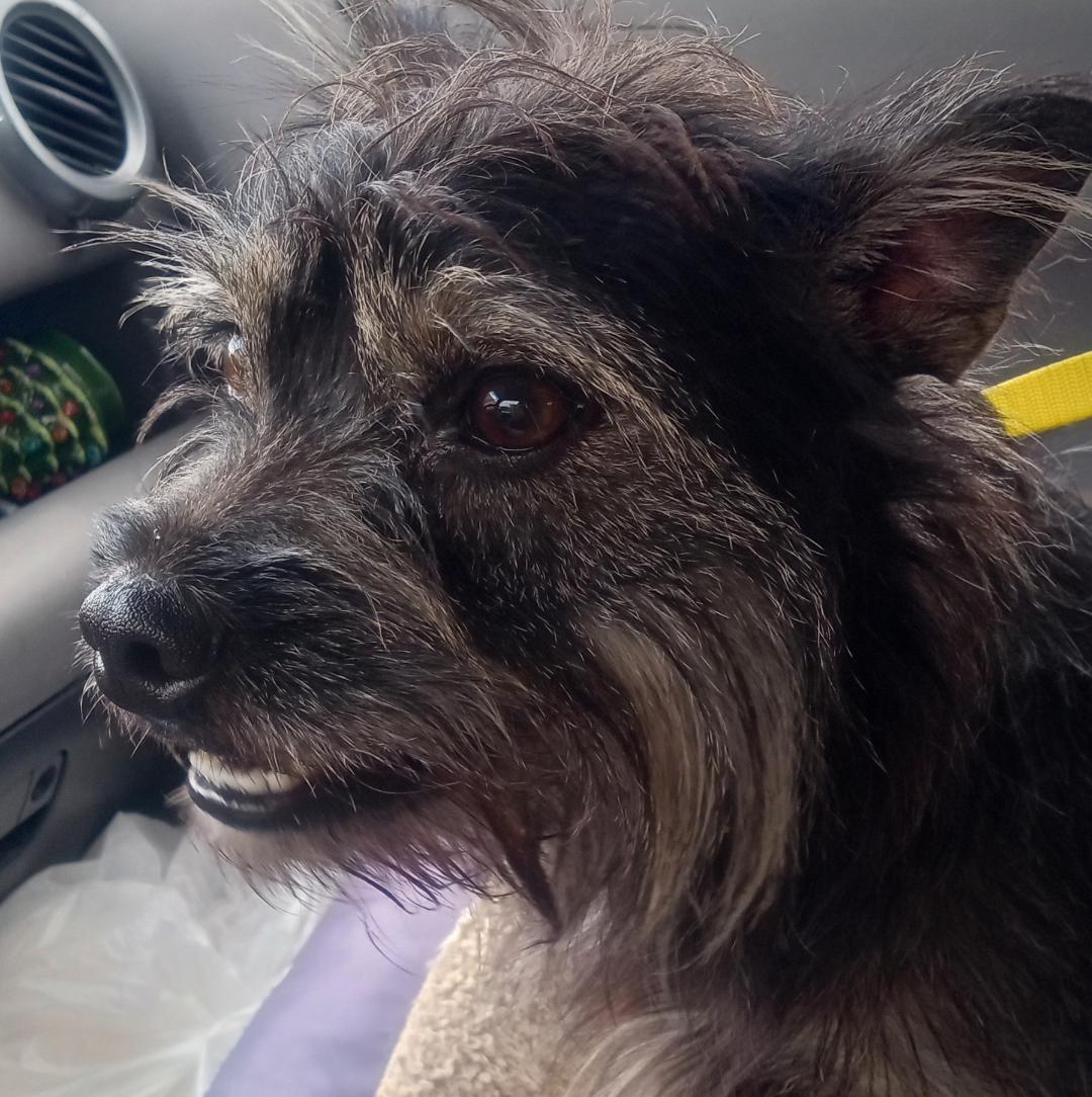 Enlarge Hayden, a Adopted mixed breed in Silsbee, TX image 2/5