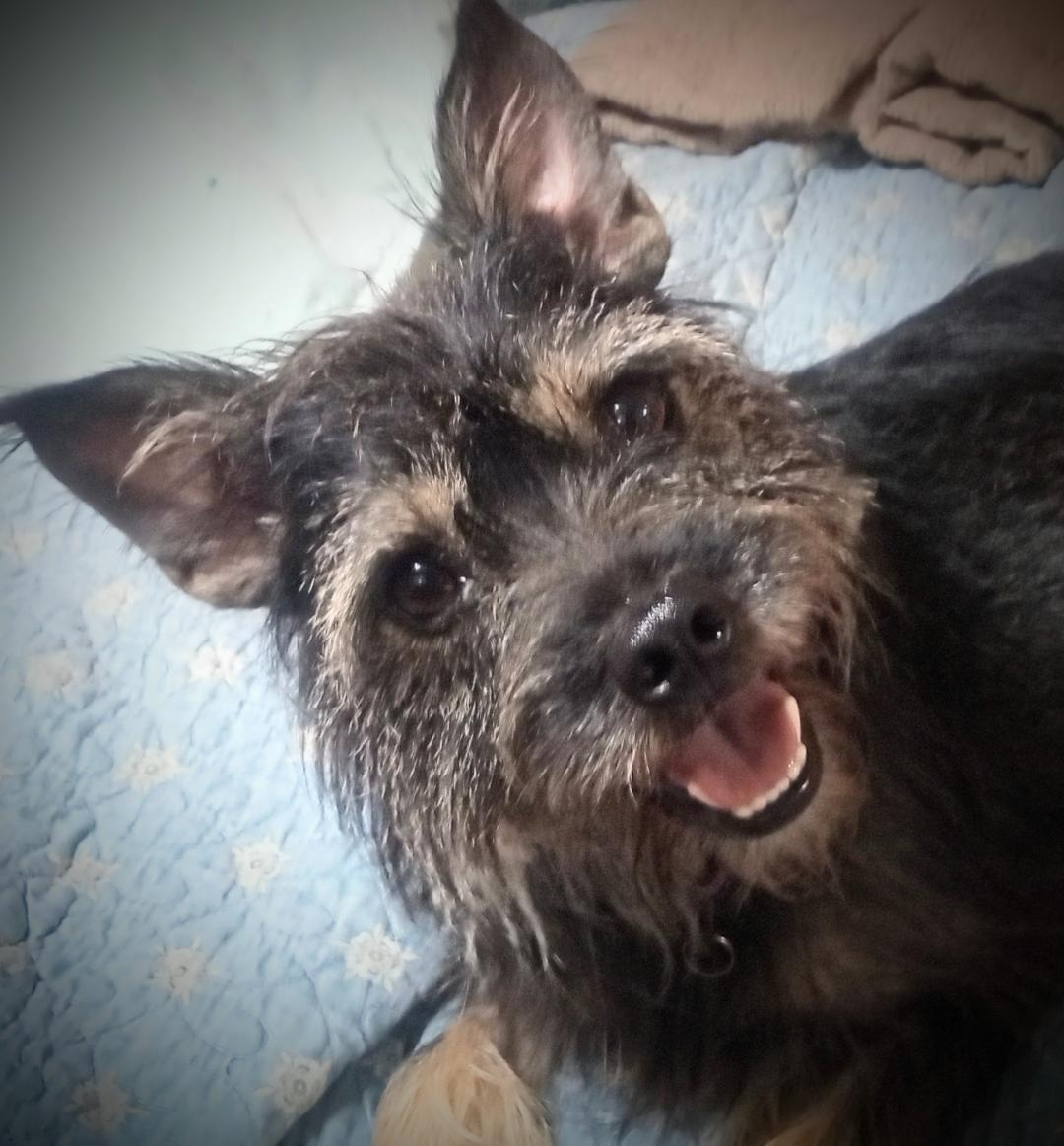 Enlarge Hayden, a Adopted mixed breed in Silsbee, TX image 1/5