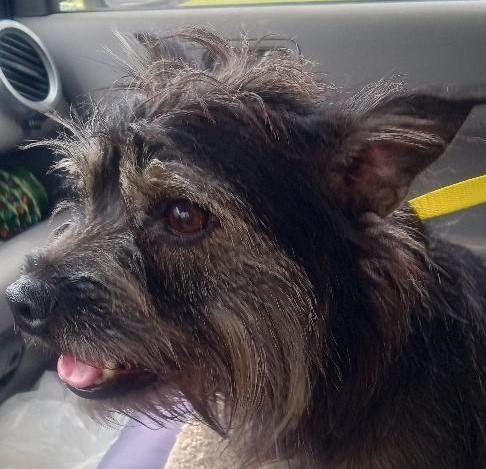 Enlarge Hayden, a Adopted mixed breed in Silsbee, TX image 4/5