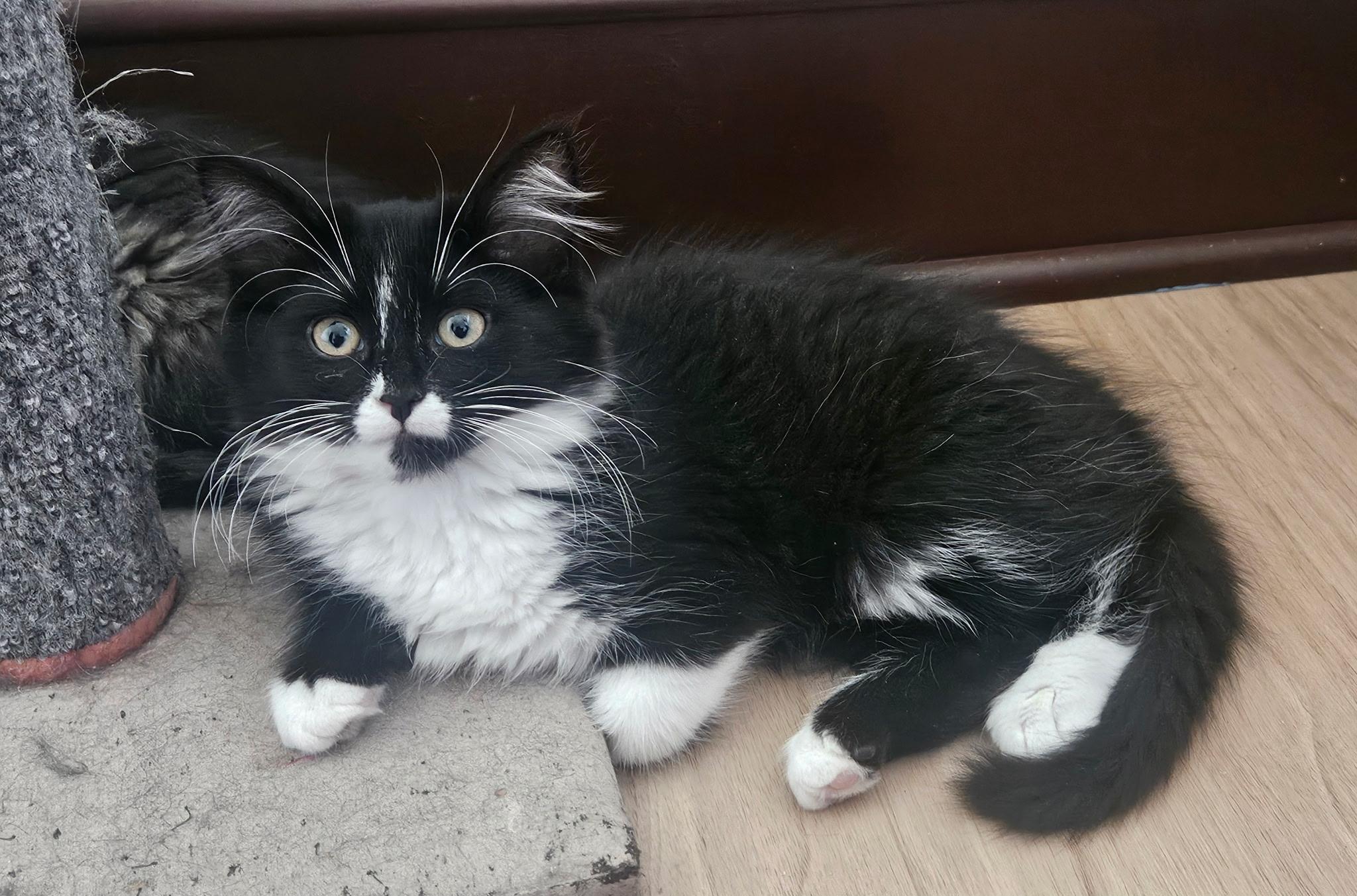 Ivy, ADOPTABLE, Kitten Female Domestic Medium Hair.