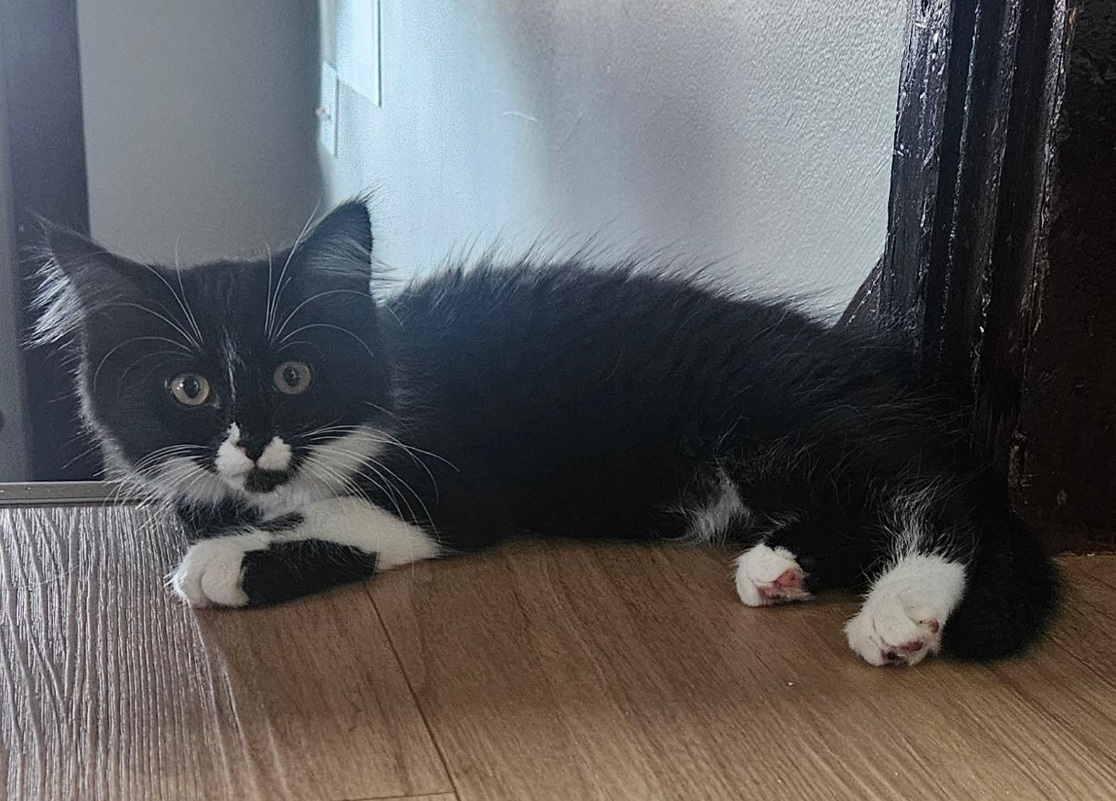 Enlarge Ivy, a ADOPTABLE Domestic Medium Hair in Chicago, IL image 2/5
