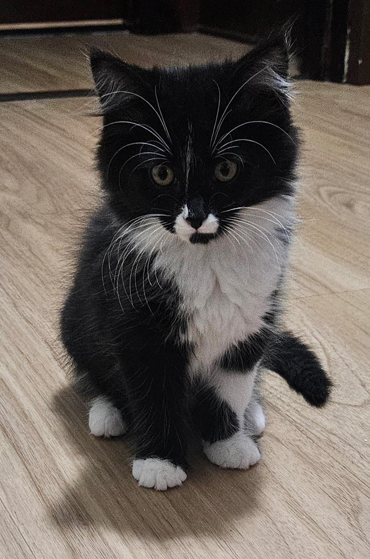 Enlarge Ivy, a ADOPTABLE Domestic Medium Hair in Chicago, IL image 5/5