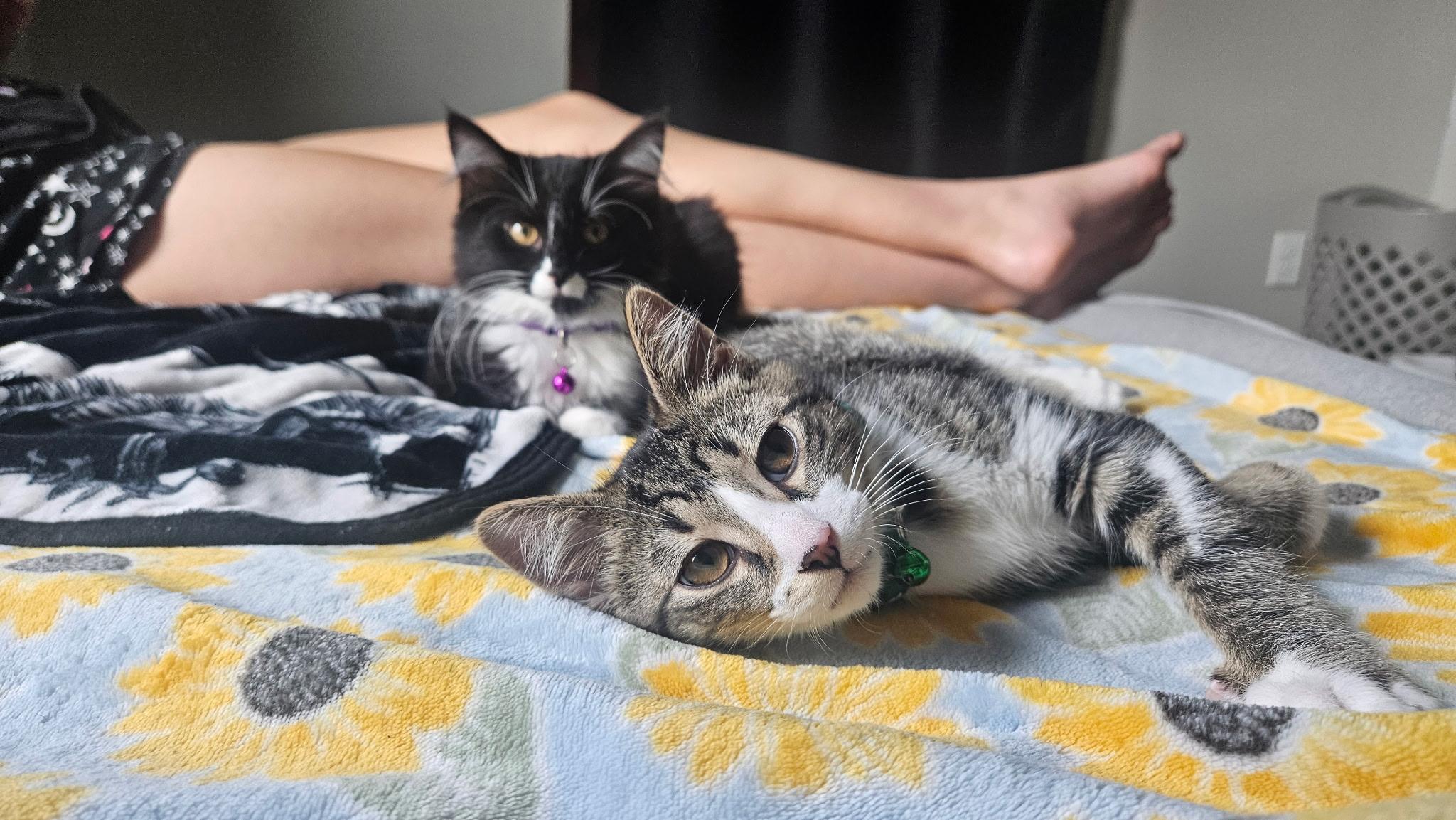 Enlarge Ivy, a ADOPTABLE Domestic Medium Hair in Chicago, IL image 4/5