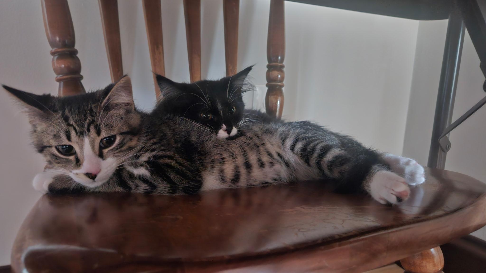 Enlarge Ivy, a ADOPTABLE Domestic Medium Hair in Chicago, IL image 3/5