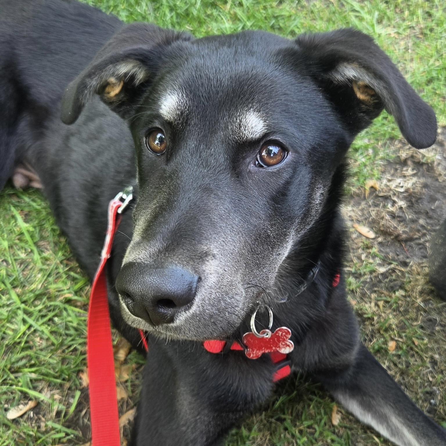 Neil Armstrong, a ADOPTABLE mixed breed in Prior Lake, MN image 4/6