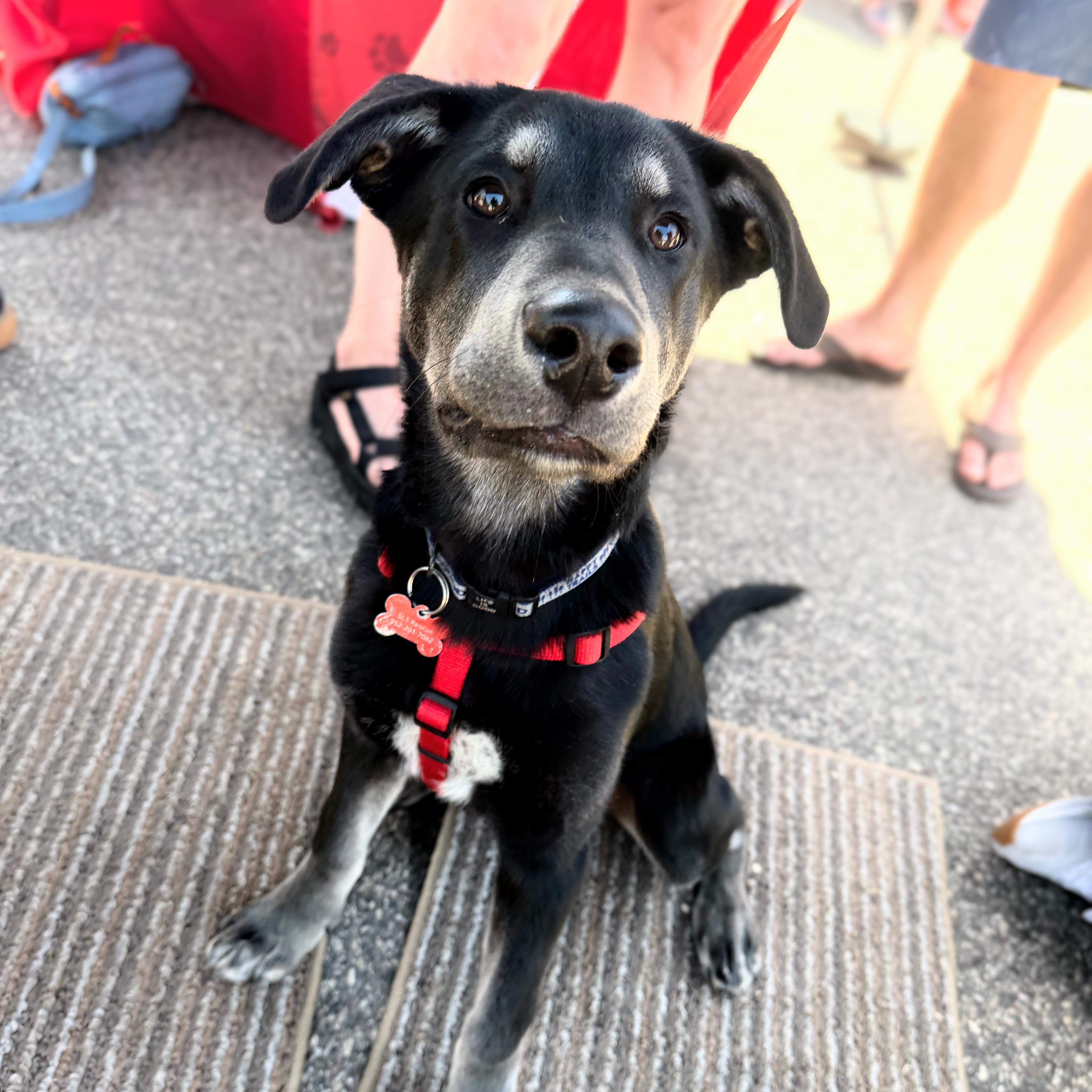 Neil Armstrong, a ADOPTABLE mixed breed in Prior Lake, MN image 6/6