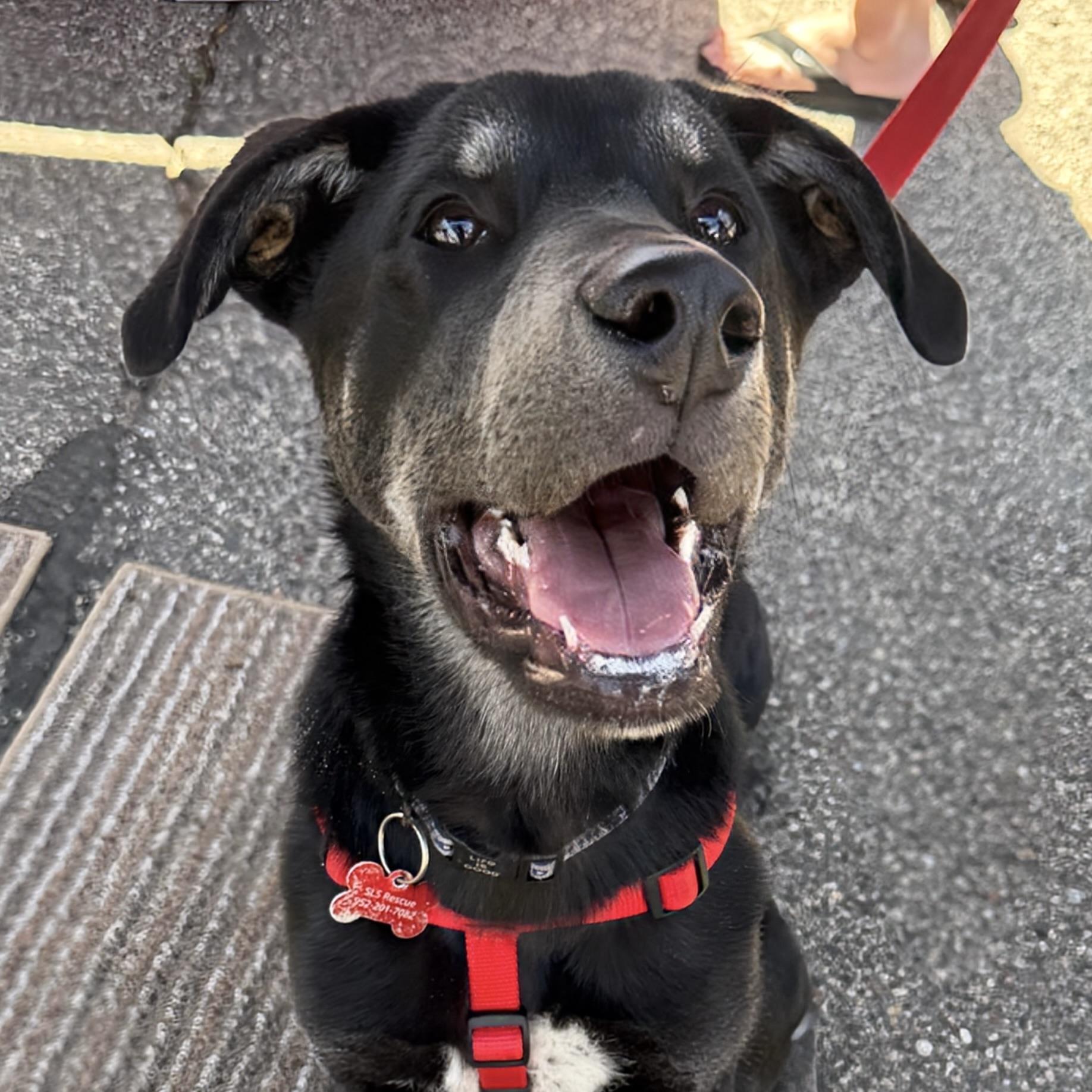 Neil Armstrong, a ADOPTABLE mixed breed in Prior Lake, MN image 4/6