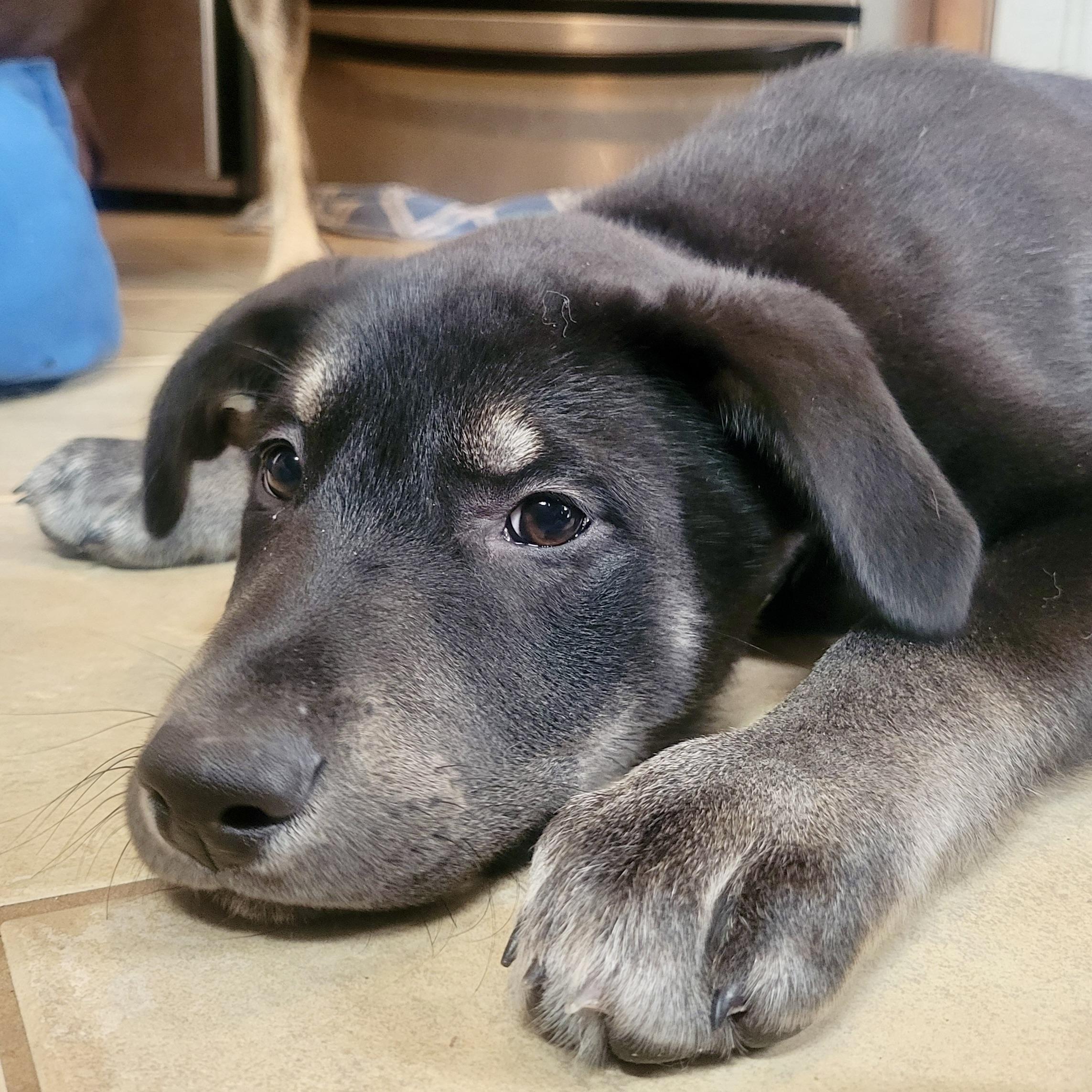Enlarge Neil Armstrong, a ADOPTABLE mixed breed in Prior Lake, MN image 6/6