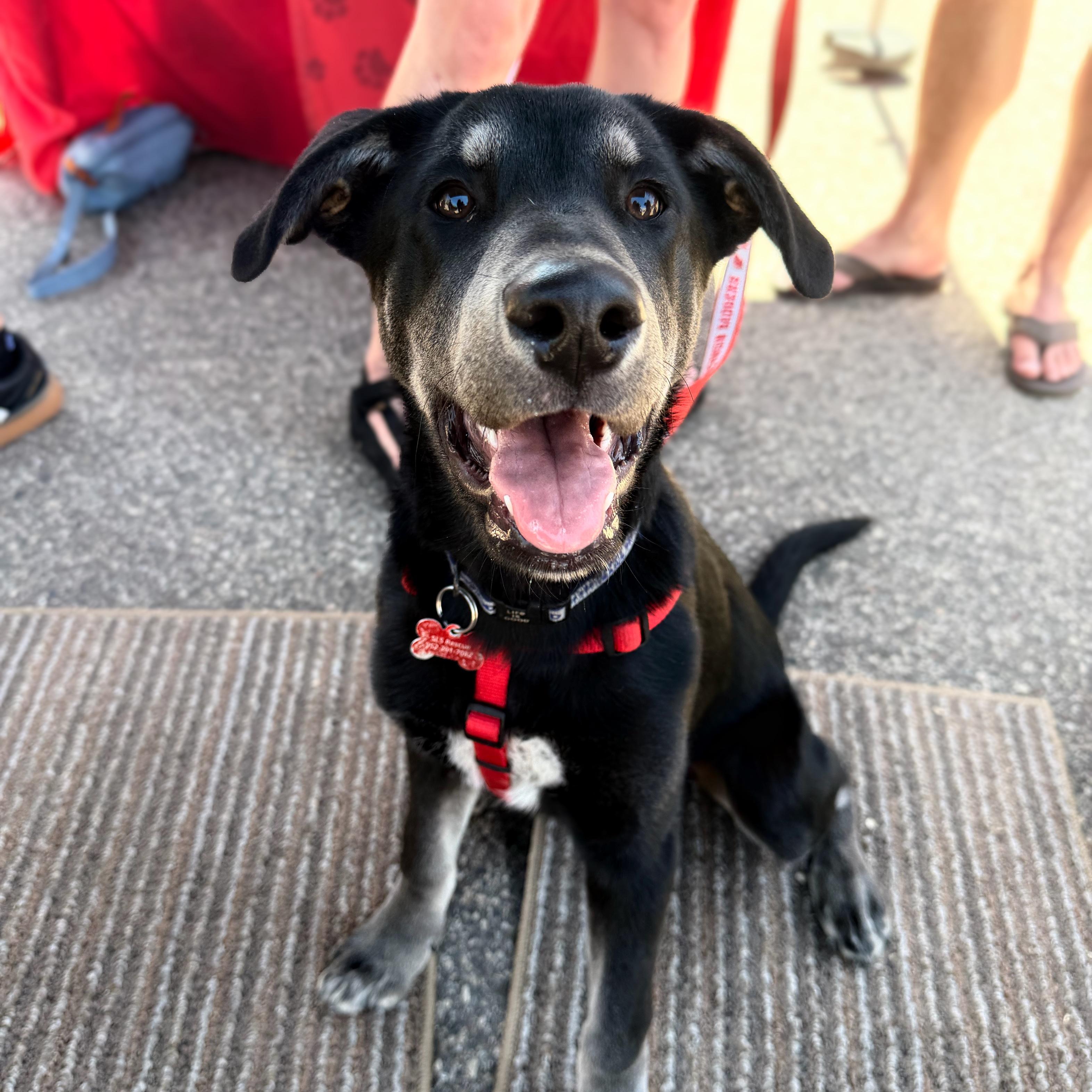 Neil Armstrong, a ADOPTABLE mixed breed in Prior Lake, MN image 5/6