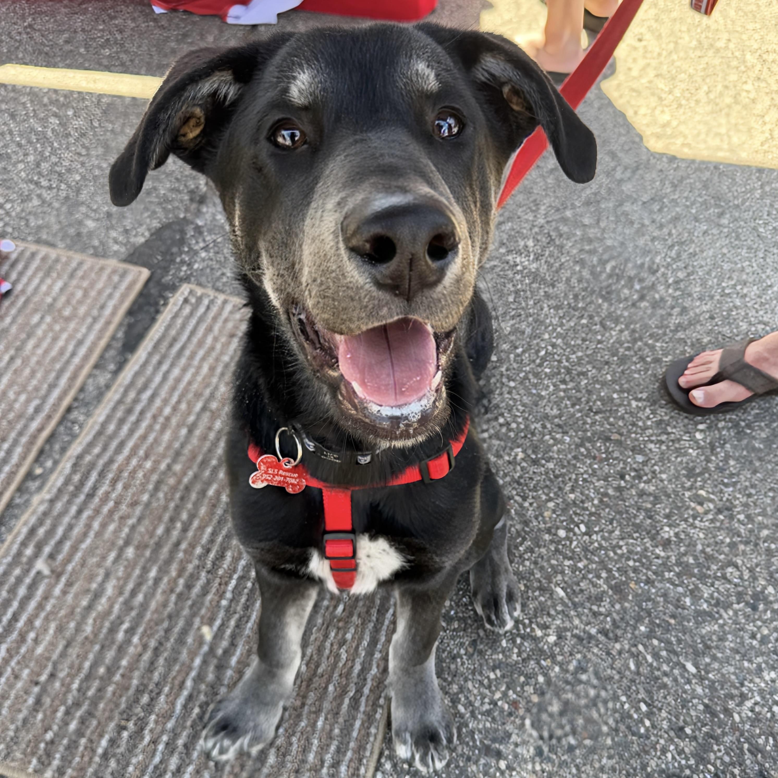 Neil Armstrong, ADOPTABLE, Puppy Male Husky & Mixed Breed.