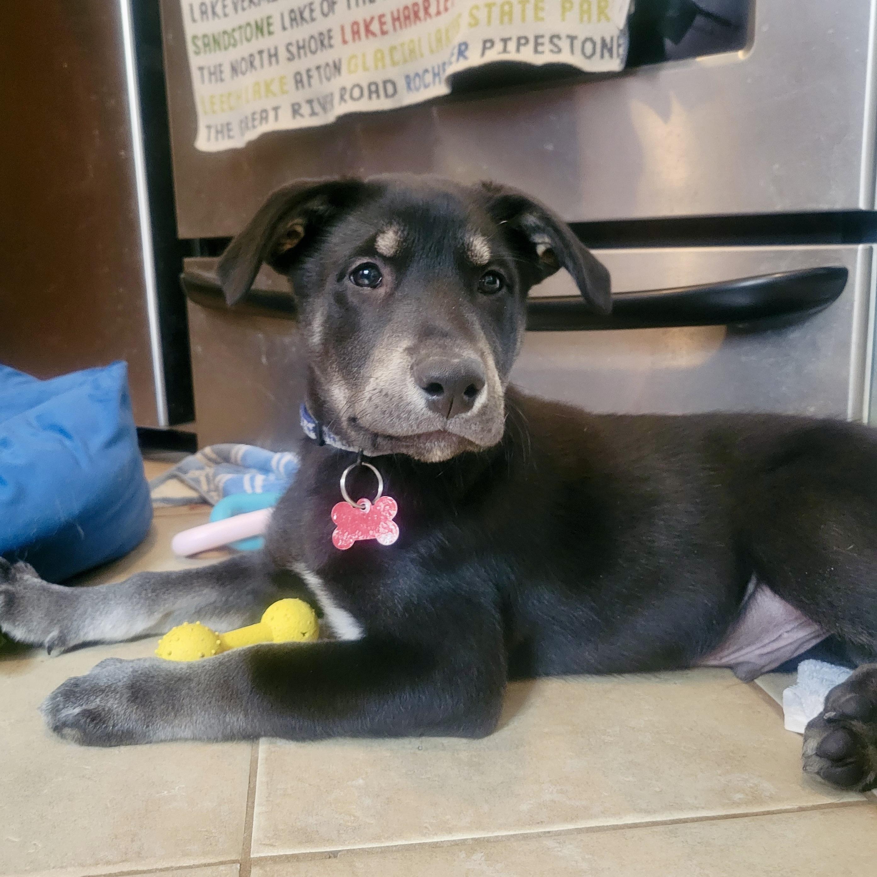 Enlarge Neil Armstrong, a ADOPTABLE mixed breed in Prior Lake, MN image 3/6