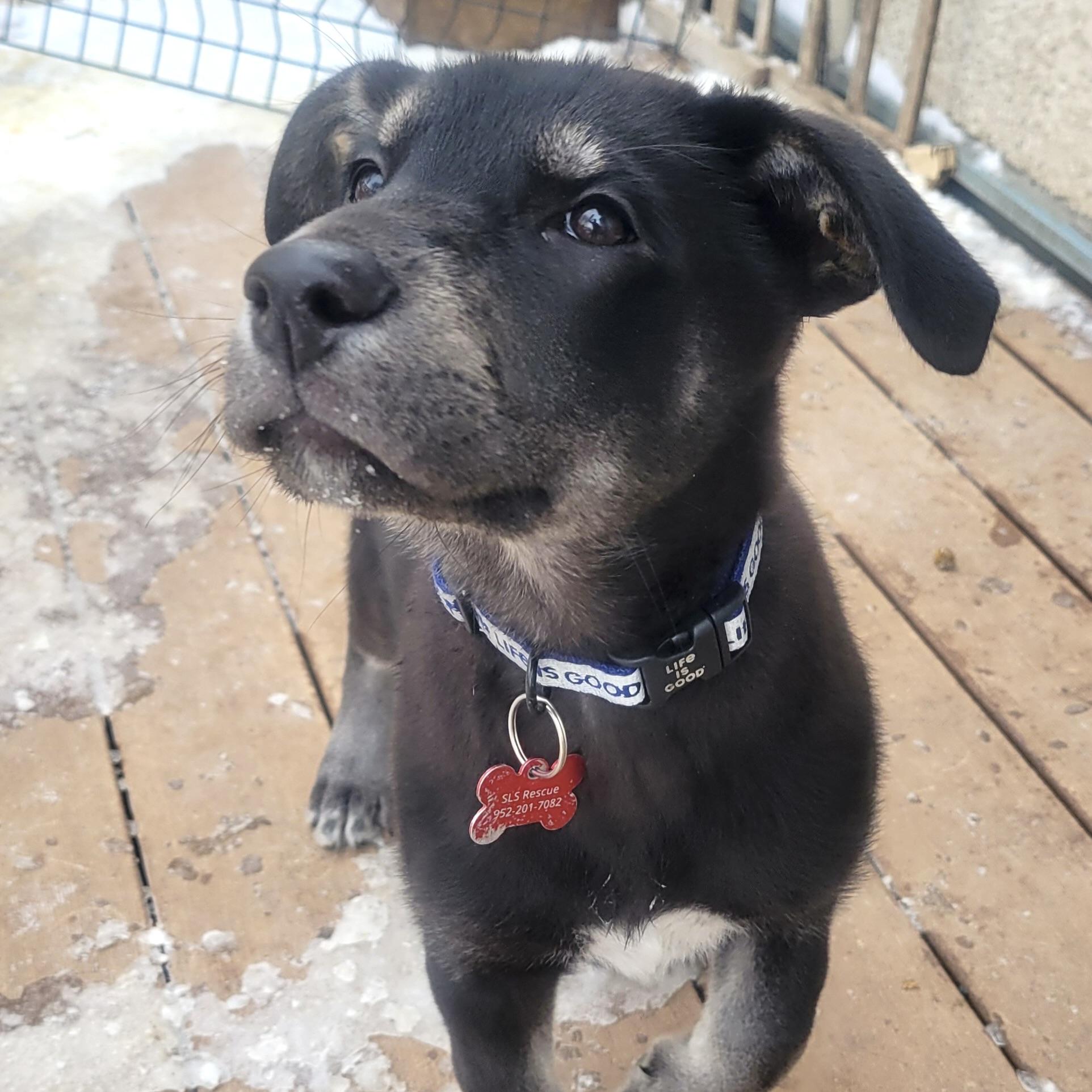 Enlarge Neil Armstrong, a ADOPTABLE mixed breed in Prior Lake, MN image 4/6