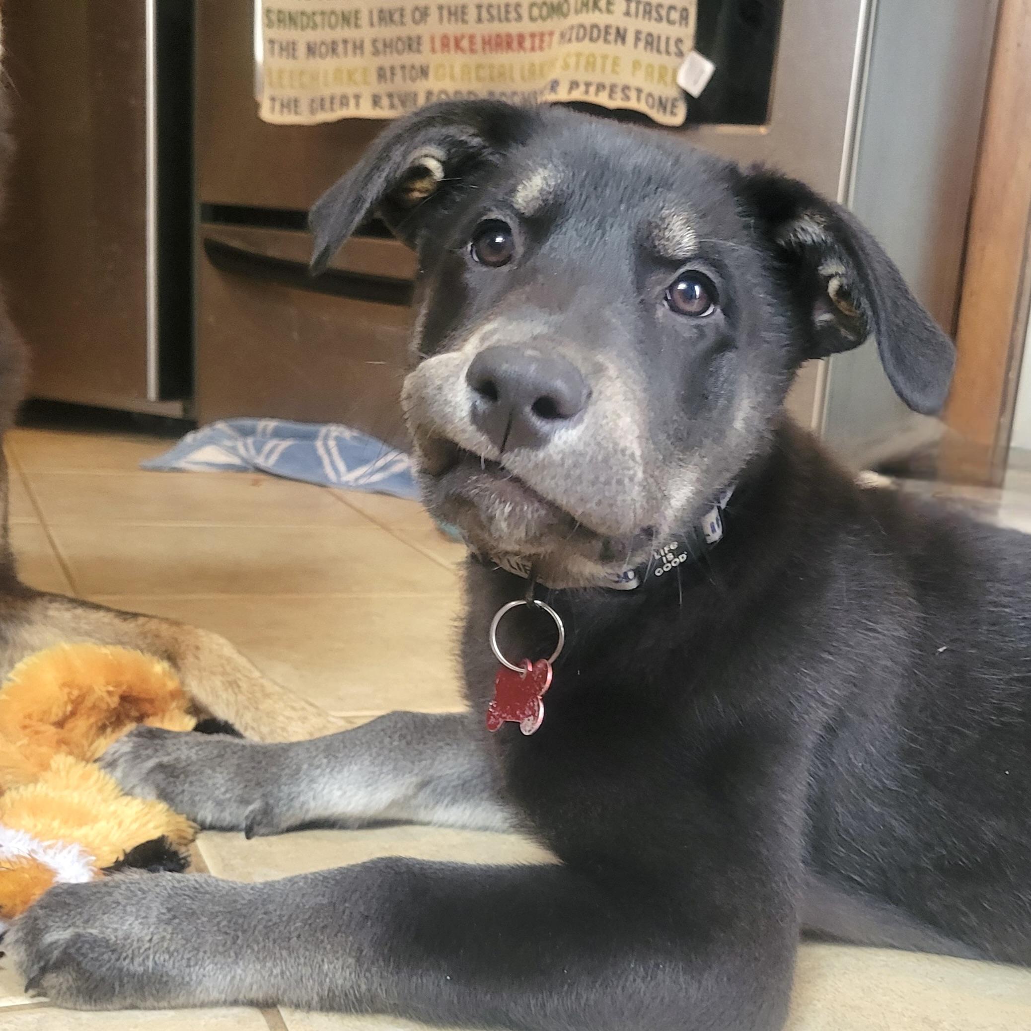 Enlarge Neil Armstrong, a ADOPTABLE mixed breed in Prior Lake, MN image 5/6