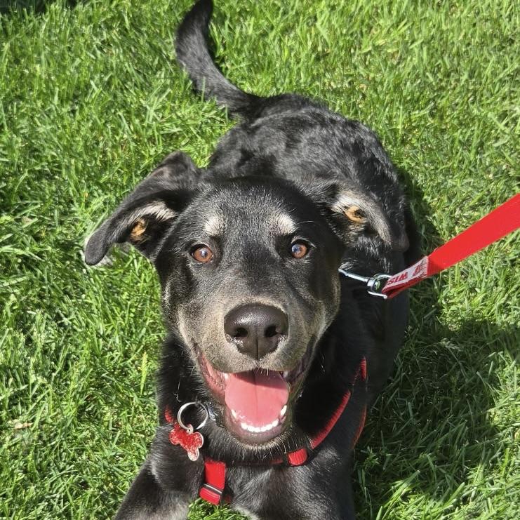Neil Armstrong, a ADOPTABLE mixed breed in Prior Lake, MN image 2/6