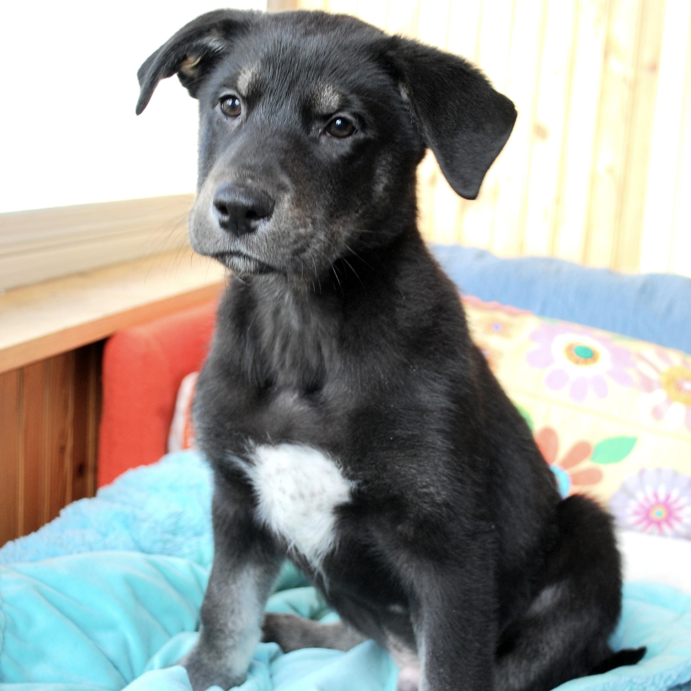 Enlarge Neil Armstrong, a ADOPTABLE mixed breed in Prior Lake, MN image 2/6