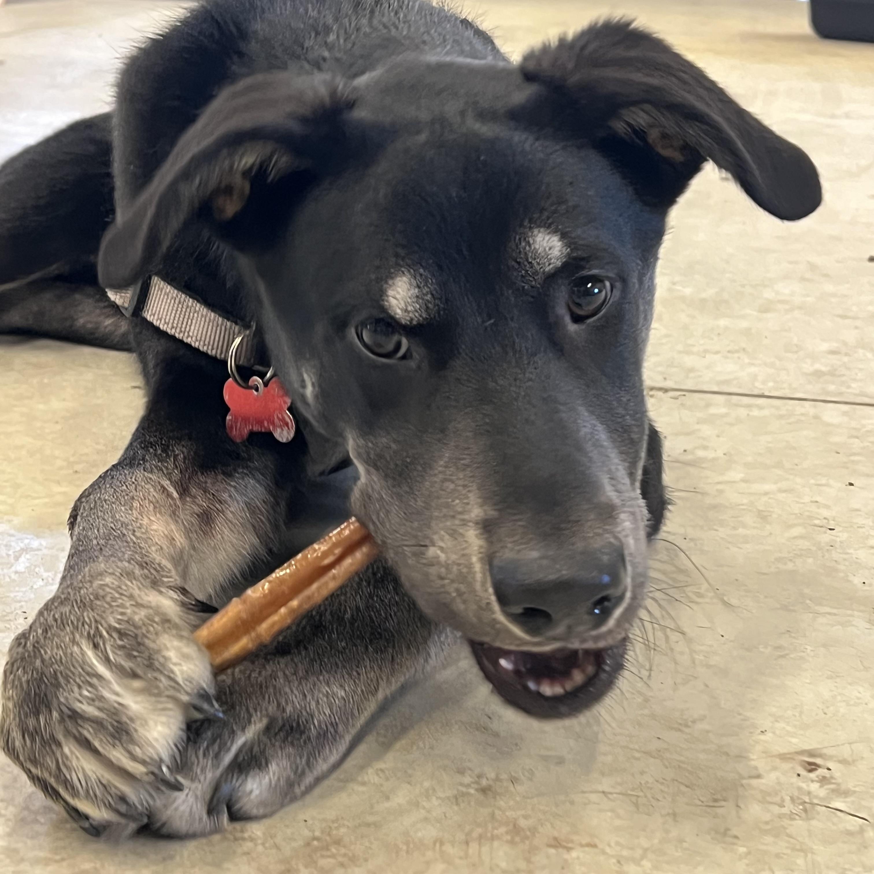Neil Armstrong, a ADOPTABLE mixed breed in Prior Lake, MN image 6/6