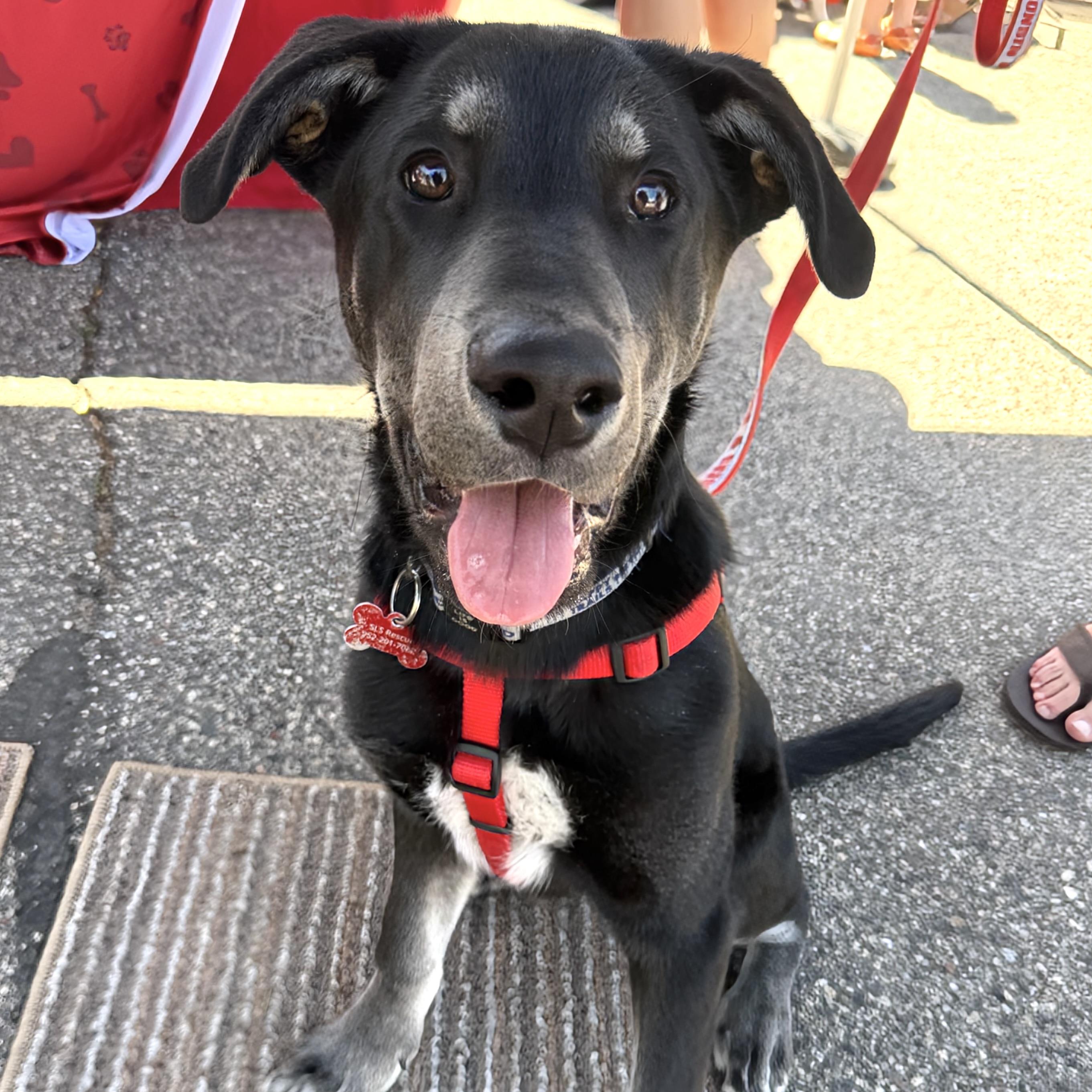 Neil Armstrong, a ADOPTABLE mixed breed in Prior Lake, MN image 2/6