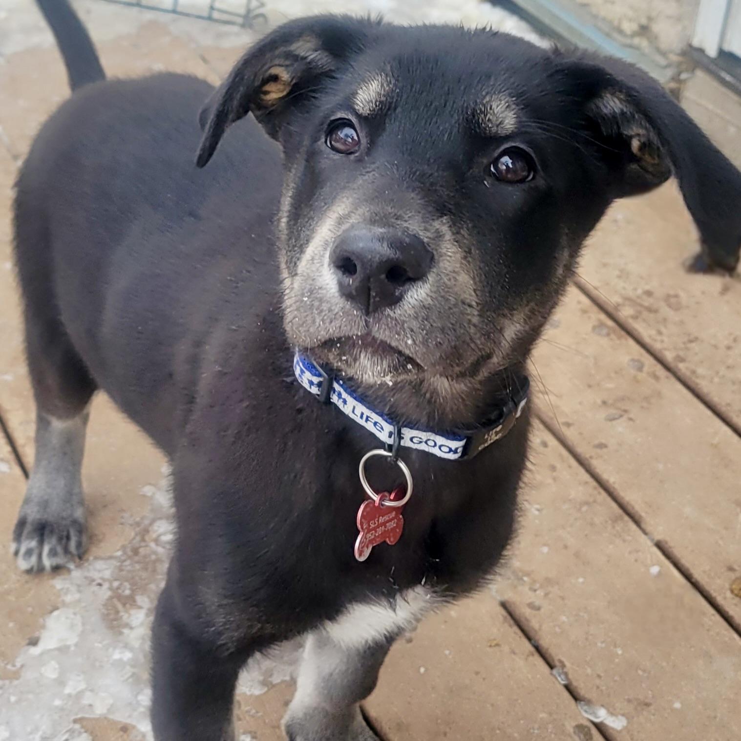 Neil Armstrong, ADOPTABLE, Puppy Male Husky & Mixed Breed.
