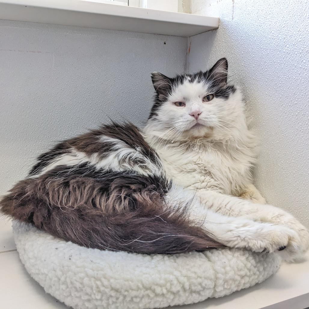 Enlarge Roosevelt C1, a Adoptable Domestic Long Hair in Union, MO image 1/6