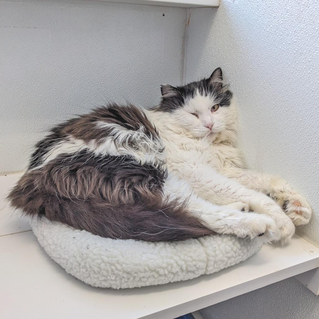 Enlarge Roosevelt C1, a Adoptable Domestic Long Hair in Union, MO image 2/6