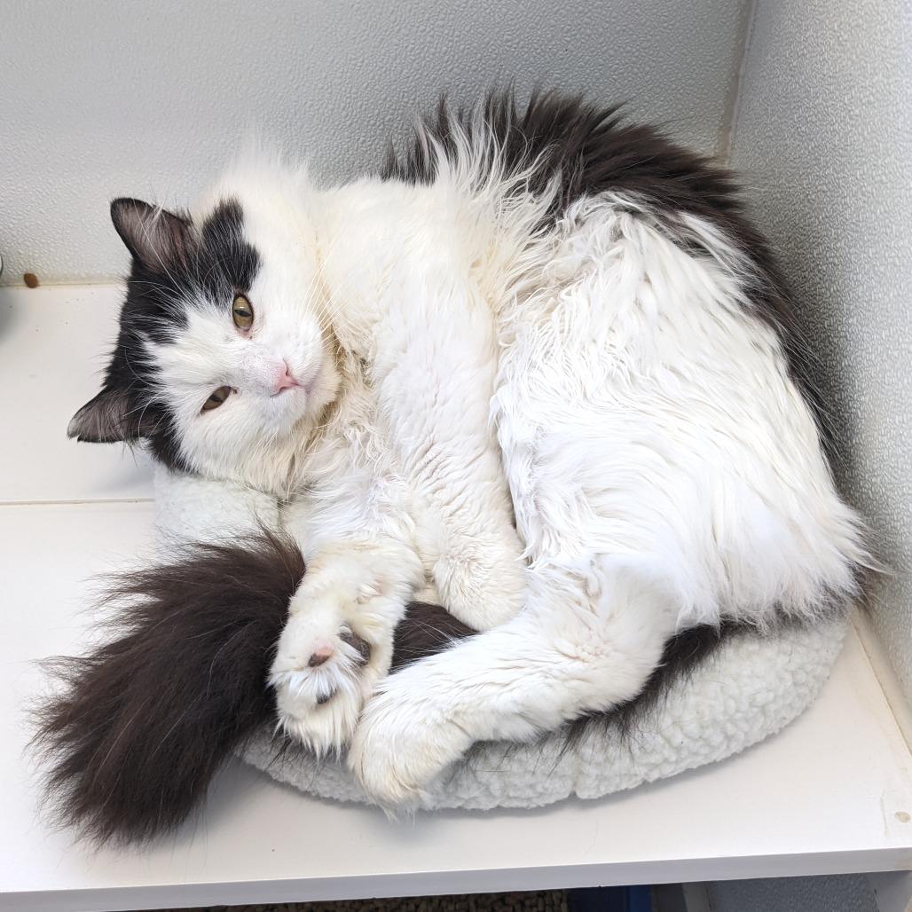 Enlarge Roosevelt C1, a Adoptable Domestic Long Hair in Union, MO image 3/6