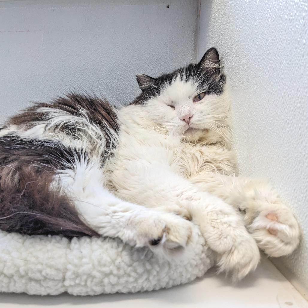 Enlarge Roosevelt C1, a Adoptable Domestic Long Hair in Union, MO image 4/6