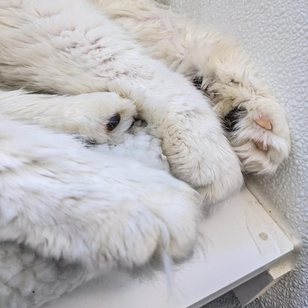 Enlarge Roosevelt C1, a Adoptable Domestic Long Hair in Union, MO image 5/6