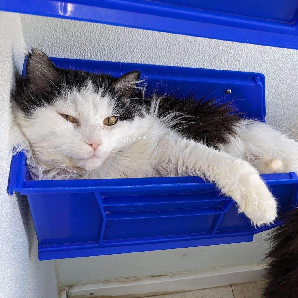 Enlarge Roosevelt C1, a Adoptable Domestic Long Hair in Union, MO image 6/6