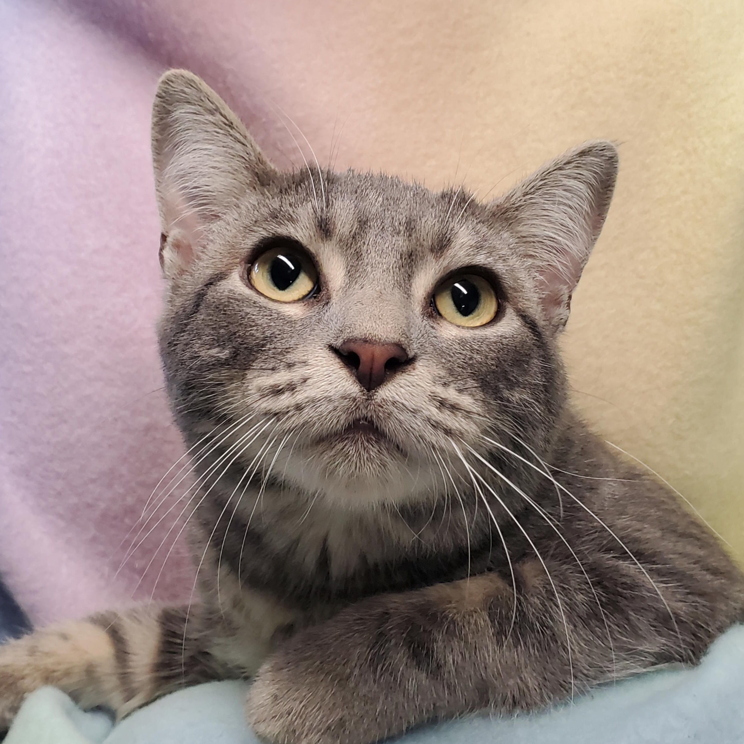 Enlarge Dreamy, a ADOPTABLE Domestic Short Hair in Marseilles, IL image 1/1