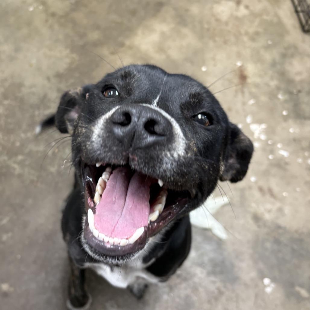 Enlarge Ducky, a Adoptable Retriever in Cleveland, MS image 1/4
