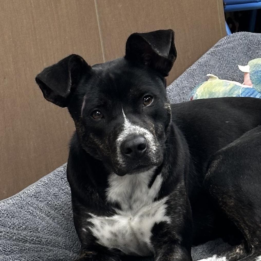 Enlarge Ducky, a Adoptable Retriever in Cleveland, MS image 2/4