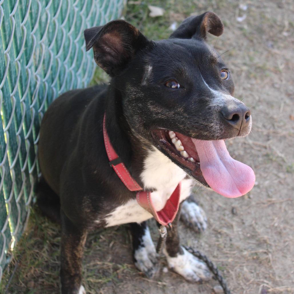 Enlarge Ducky, a Adoptable Retriever in Cleveland, MS image 3/4