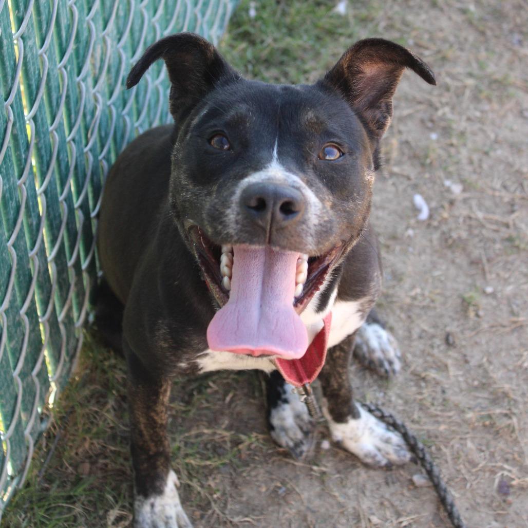 Enlarge Ducky, a Adoptable Retriever in Cleveland, MS image 4/4