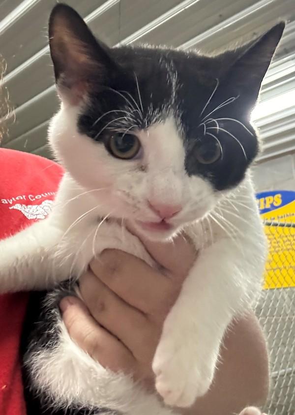 Bobby, Adoptable, Young Male Domestic Short Hair.