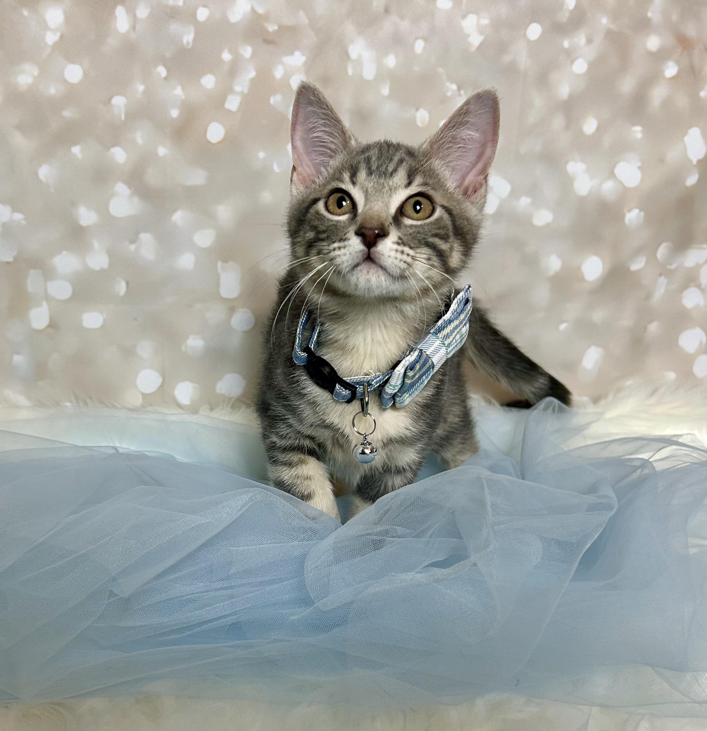 Ziti, an adopted Domestic Short Hair in Webster, TX image 2/2