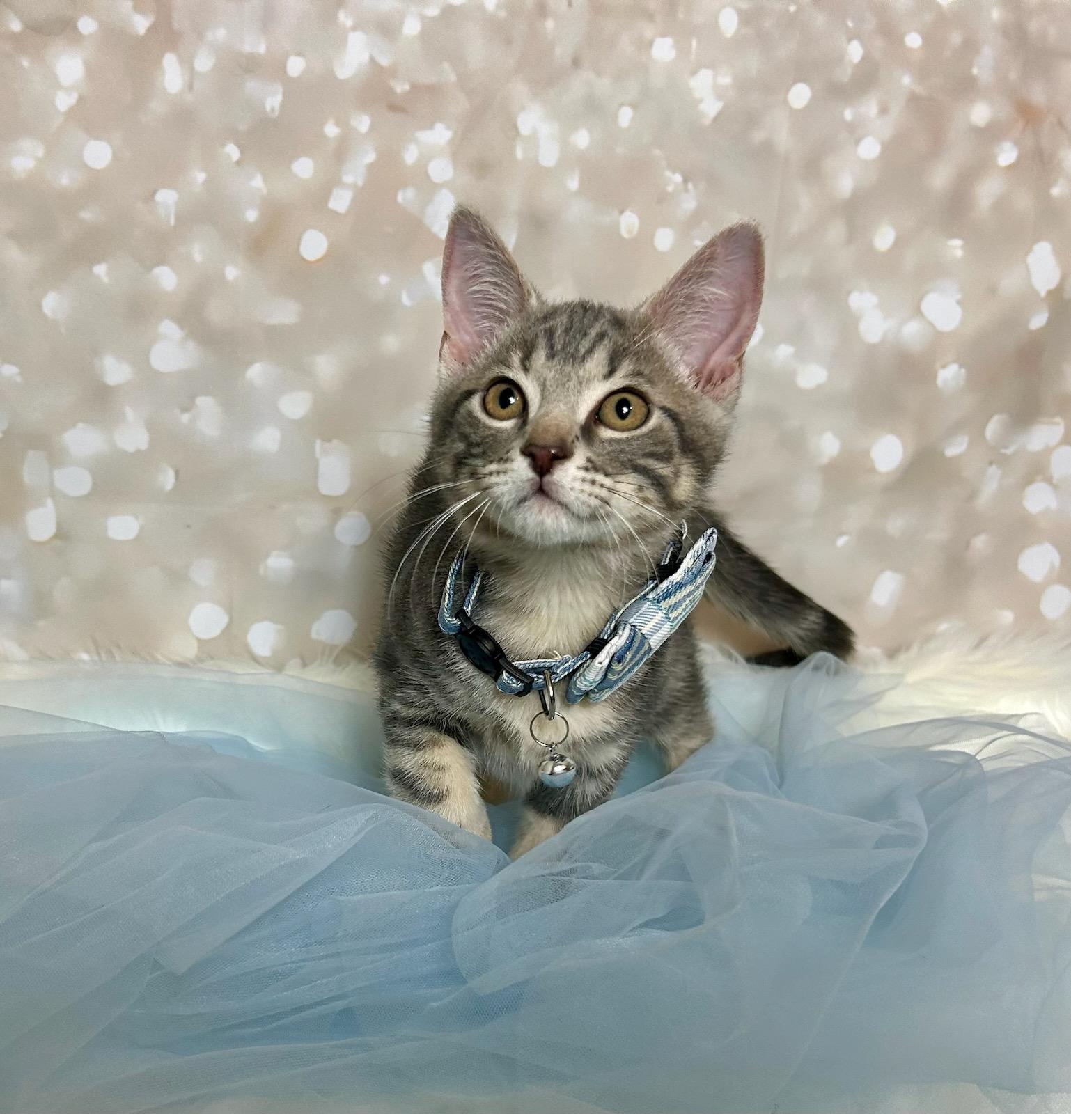 Ziti, an adopted Domestic Short Hair in Webster, TX image 1/2