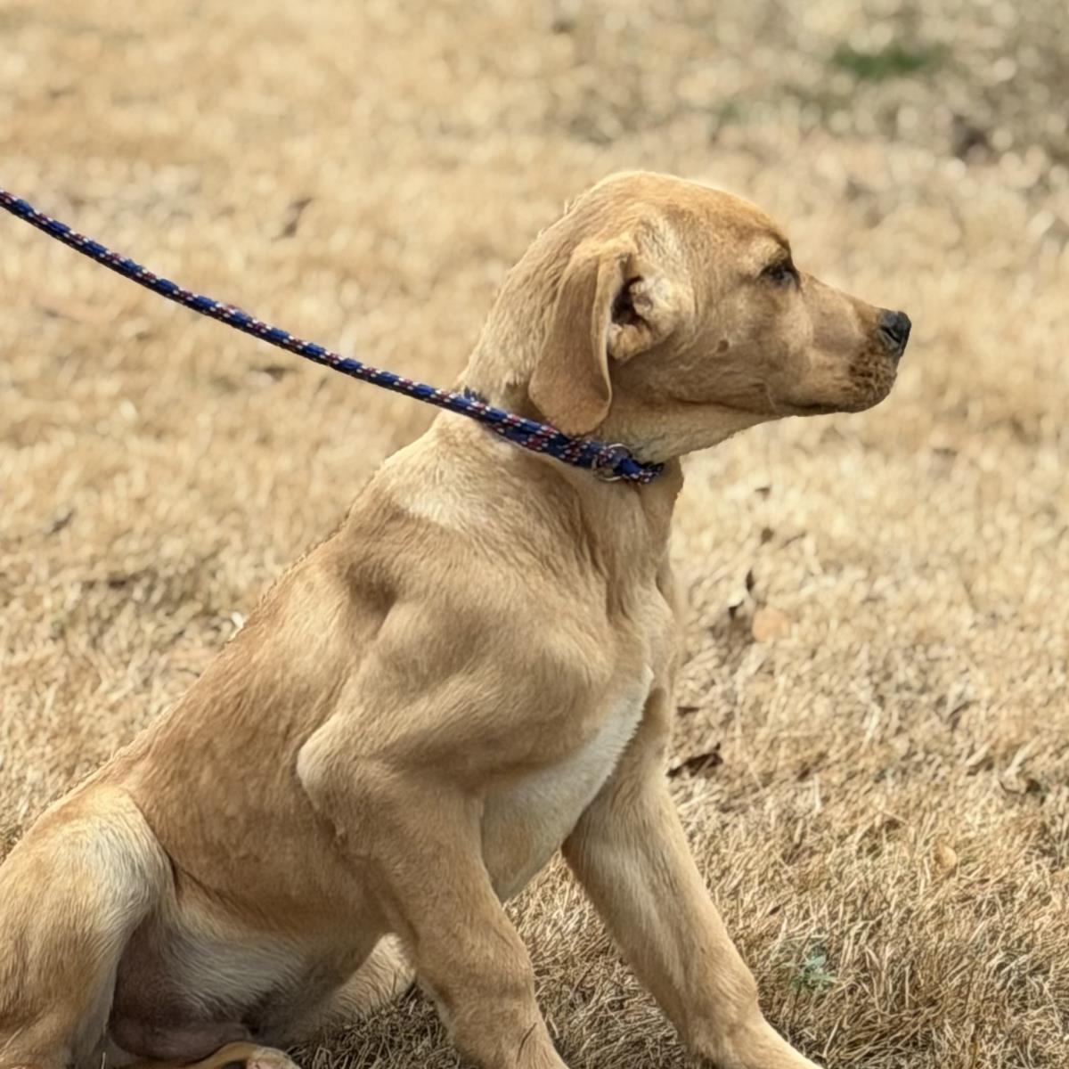 Beaver, a Adoptable mixed breed in Locust Fork, AL image 1/3