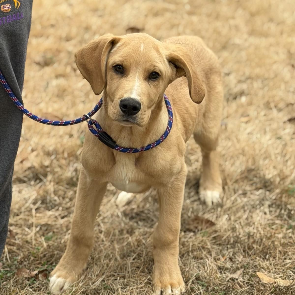 Beaver, a Adoptable mixed breed in Locust Fork, AL image 3/3