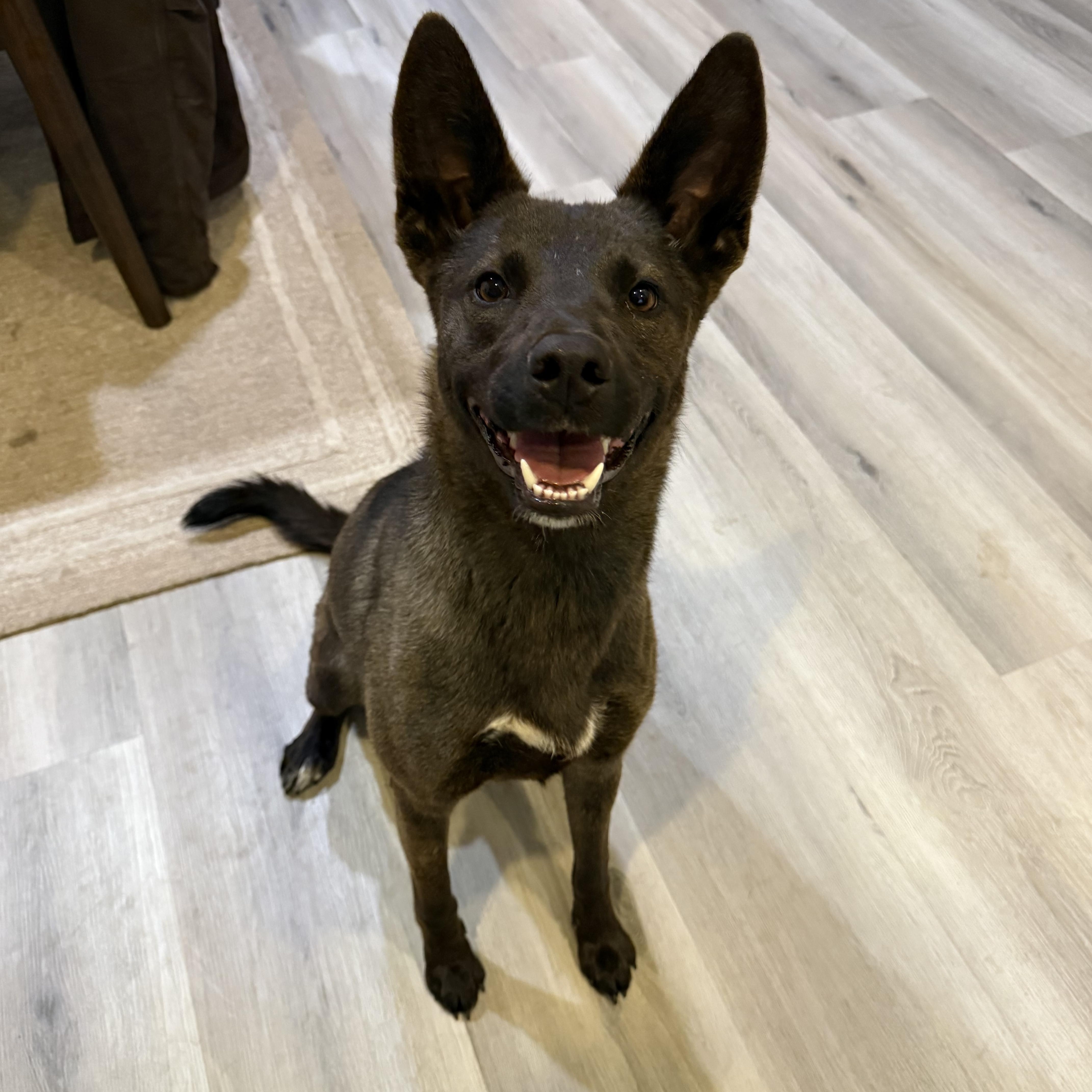 Lady, a Adoptable mixed breed in Weston, MA image 1/5