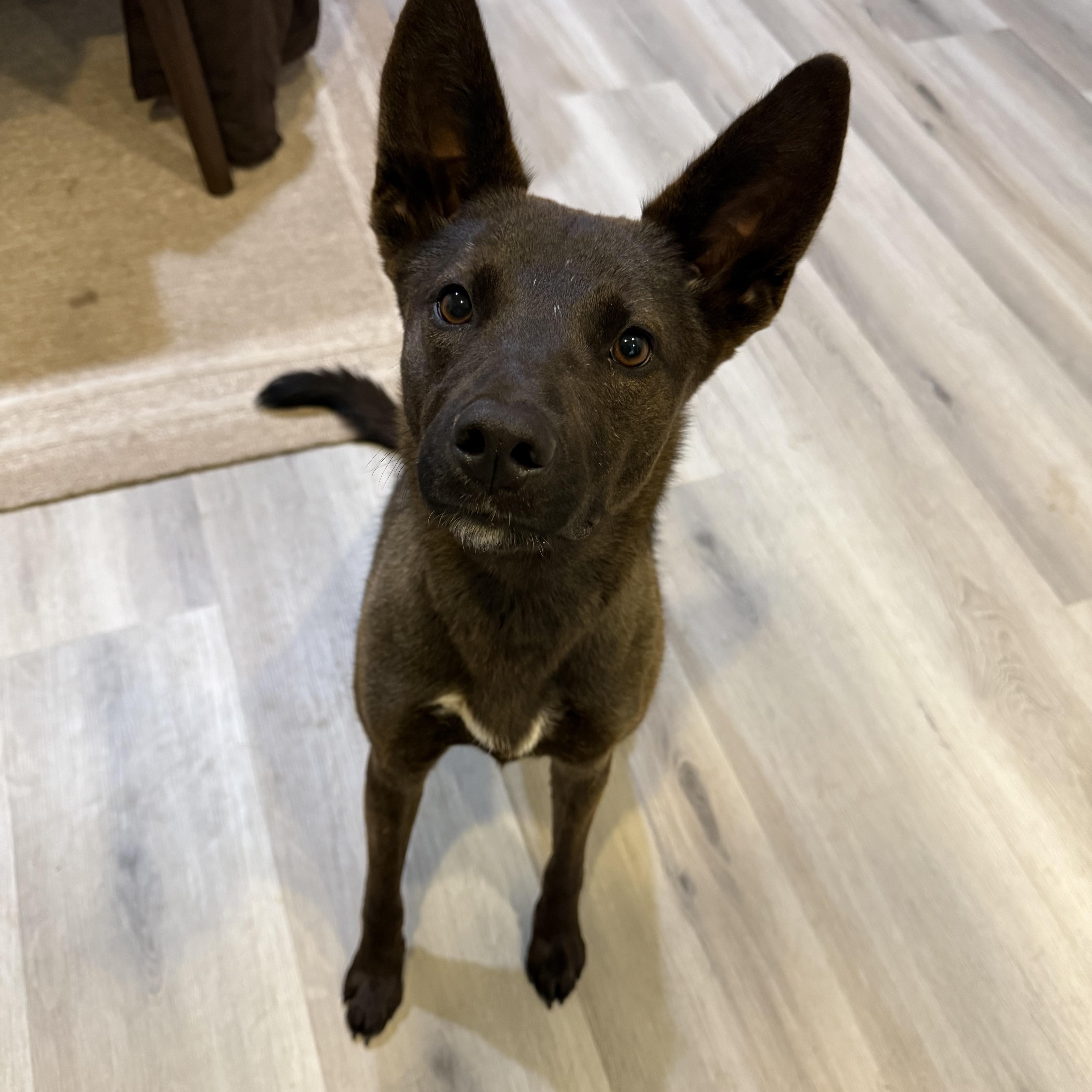 Lady, a Adoptable mixed breed in Weston, MA image 3/5