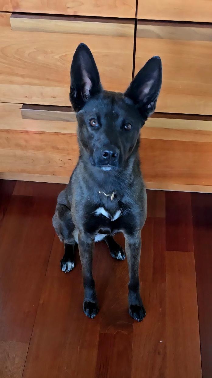 Lady, a Adoptable mixed breed in Weston, MA image 2/5