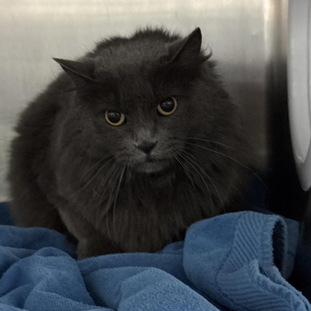 Phoebe, ADOPTABLE, Adult • Female, Domestic Long Hair & American Bobtail.