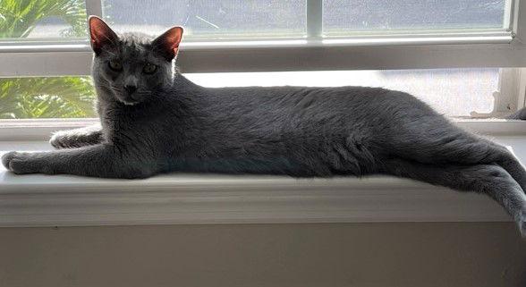 Grumpy, Adopted, Kitten Female Domestic Short Hair.