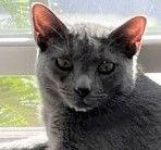 Enlarge Grumpy, a Adopted Domestic Short Hair in Naples, FL image 2/3