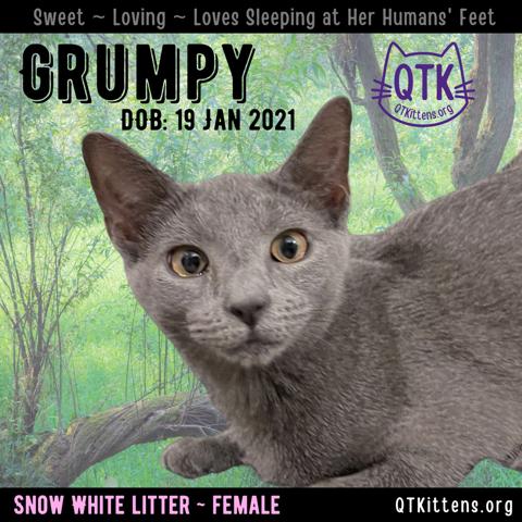 Enlarge Grumpy, a Adopted Domestic Short Hair in Naples, FL image 3/3