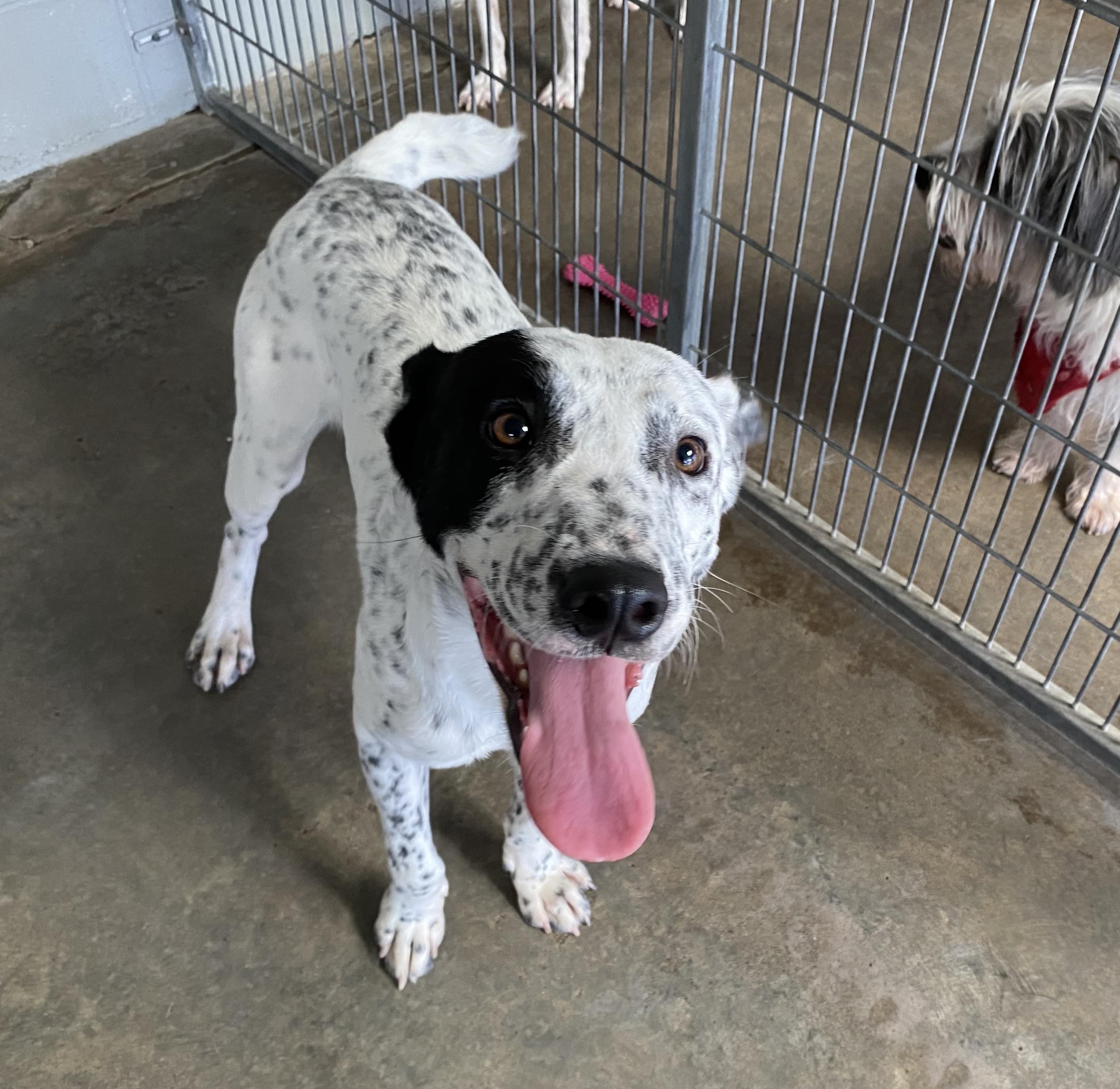Enlarge Rory, a Adoptable mixed breed in El Paso, TX image 1/5