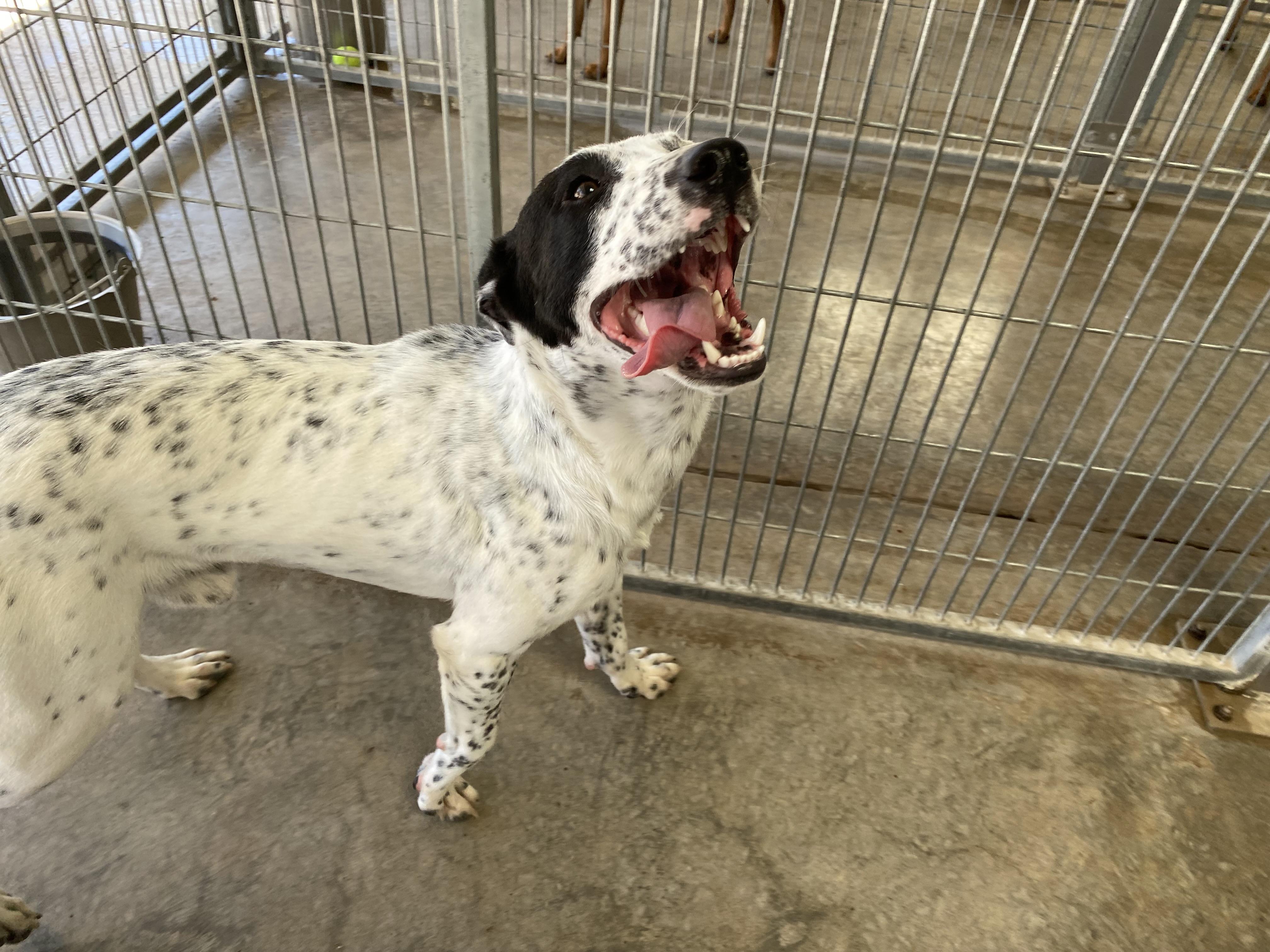 Enlarge Rory, a Adoptable mixed breed in El Paso, TX image 2/5