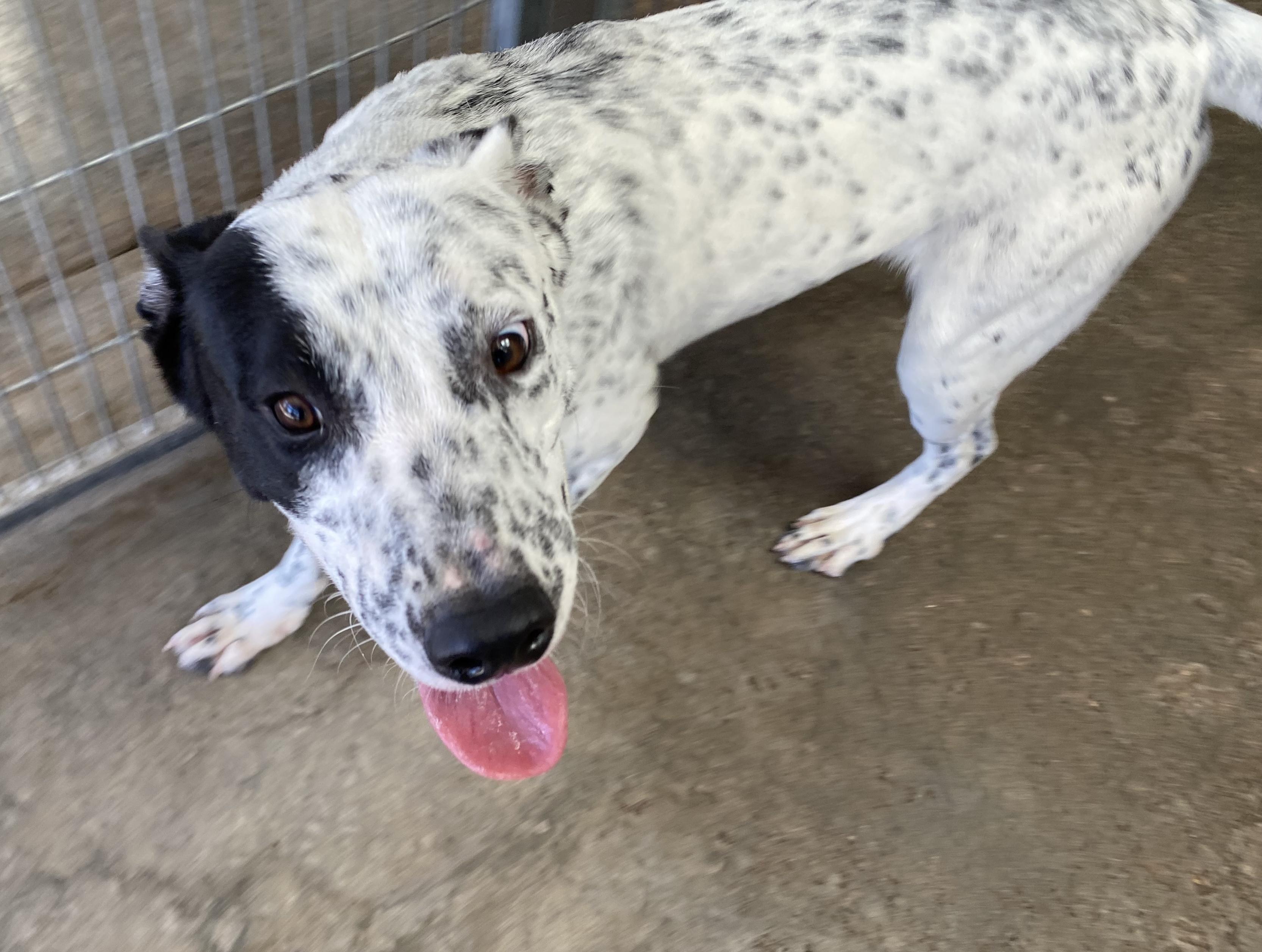 Enlarge Rory, a Adoptable mixed breed in El Paso, TX image 3/5